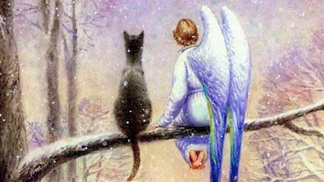 «Кот и Ангел». Светлая сказка