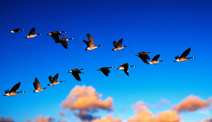 Наконец разгадан секрет, почему птицы летают клином