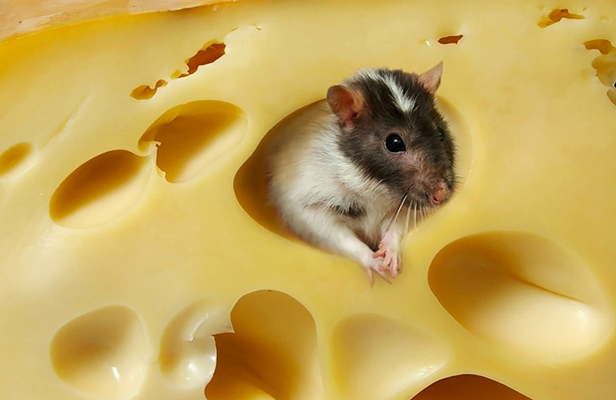 4 эксперимента с мышами, которые еще больше раскроют человеческую сущность